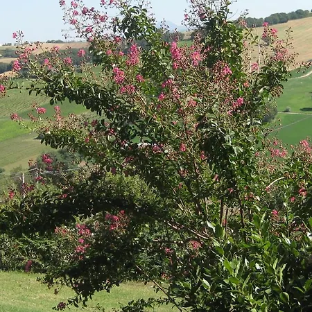Bella Rosa *