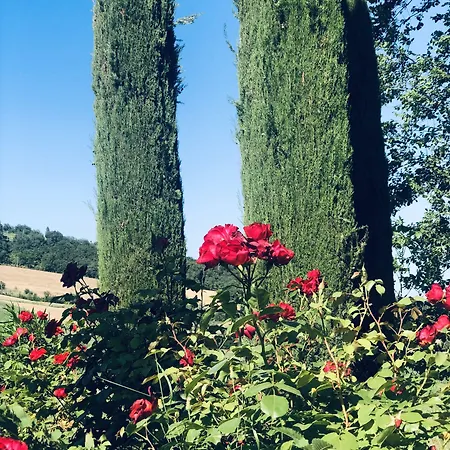 Bella Rosa Fratte Rosa